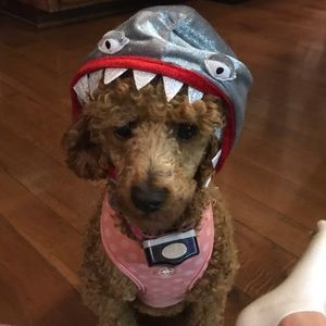 Meet your Posher, Charlotte